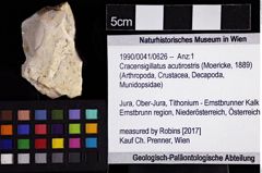 Foto (Objket + Etiketten) von Cracensigillatus acutirostris (Moericke, 1889) 